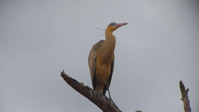 Whistling Heron - ML361218781