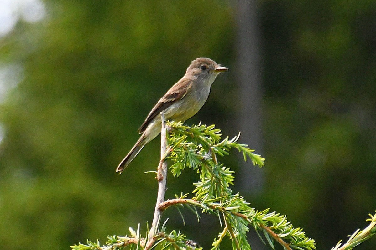 Weidenschnäppertyrann - ML361220441