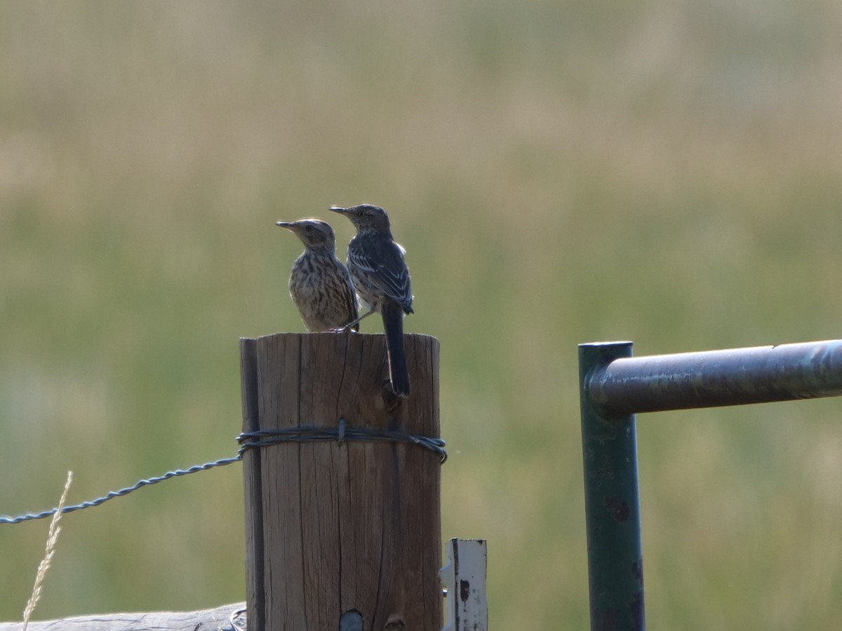 Sage Thrasher - ML361220621