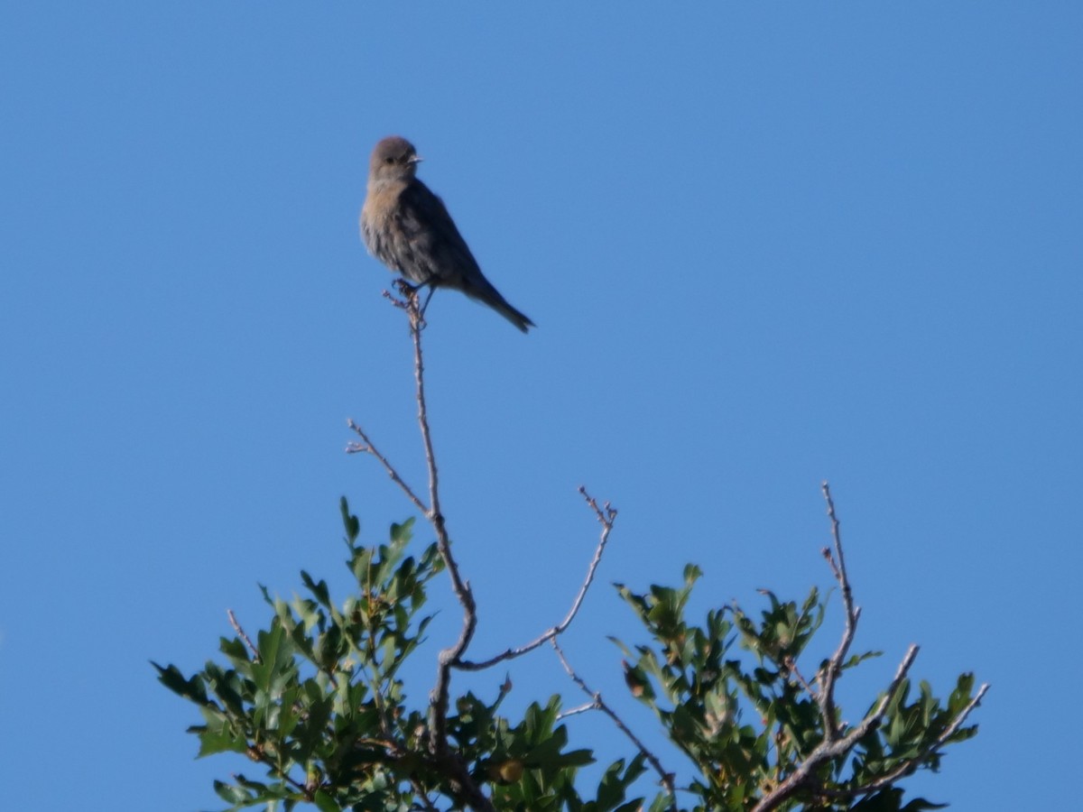 Western Bluebird - ML361220701