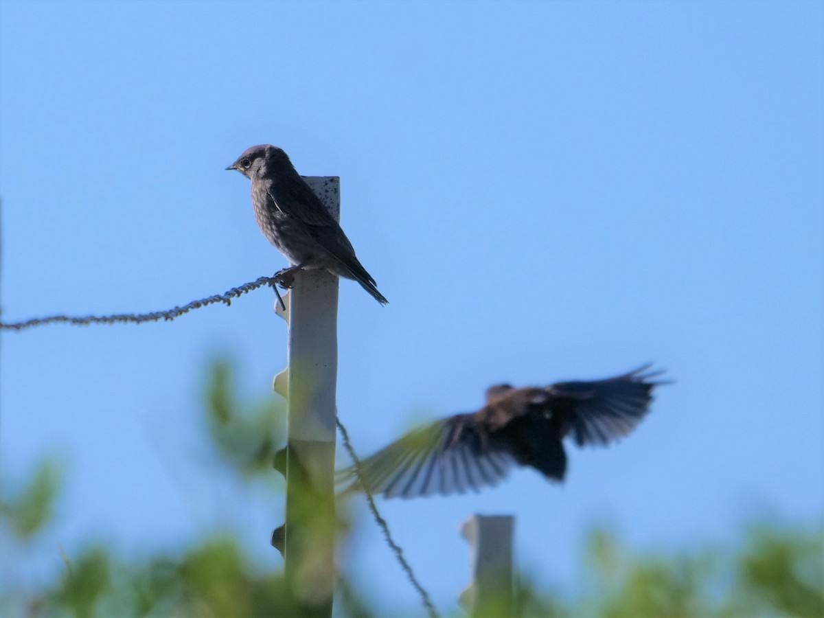 Western Bluebird - ML361220721