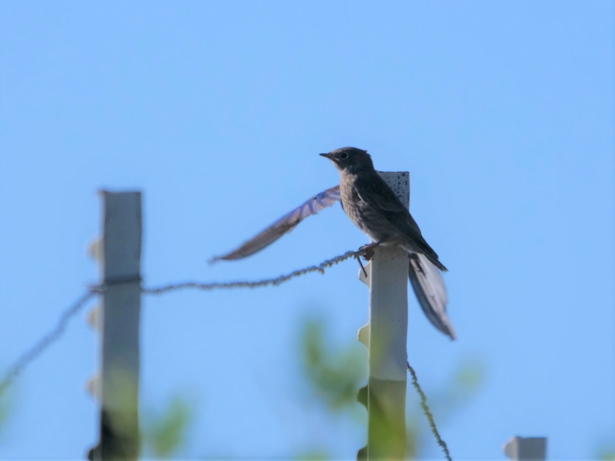 Western Bluebird - ML361220731