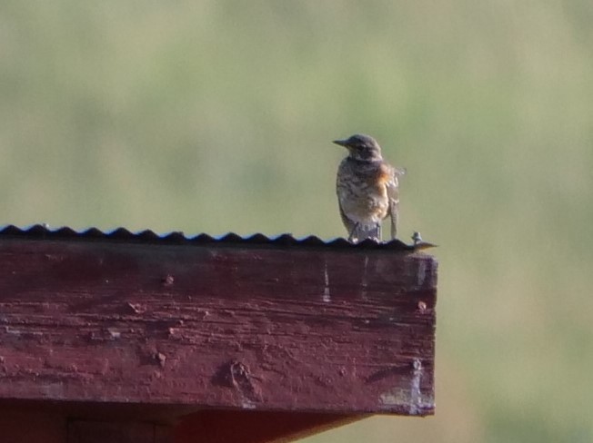 American Robin - ML361220781
