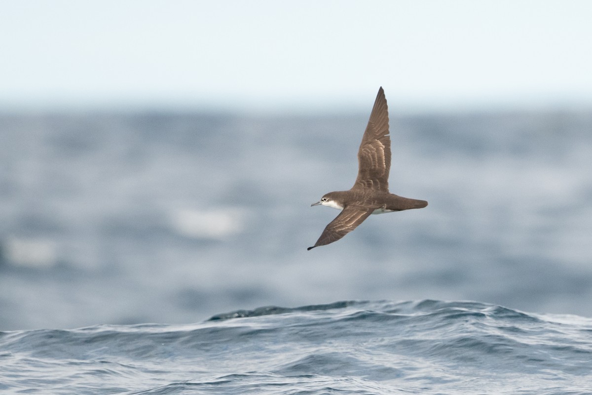 Galapagos Shearwater - ML361220851