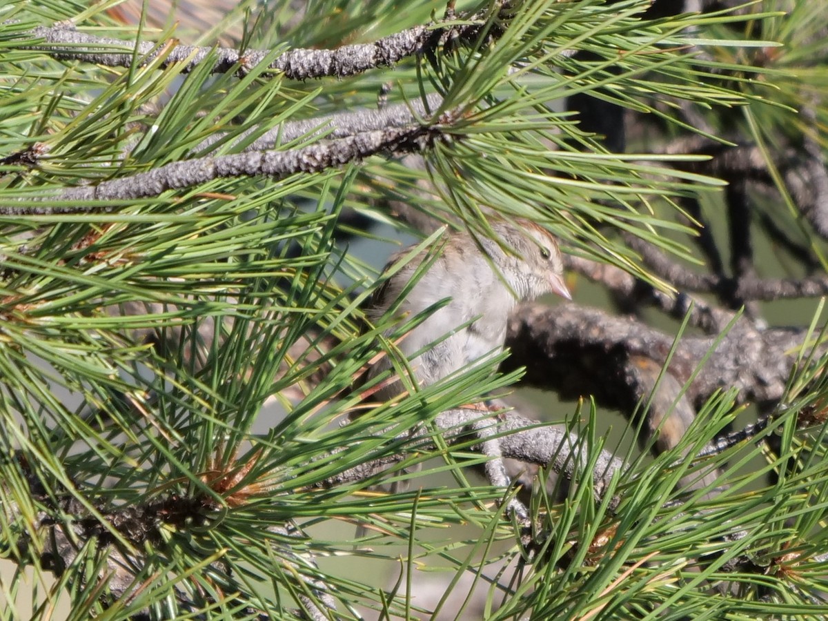 Chipping Sparrow - ML361220931