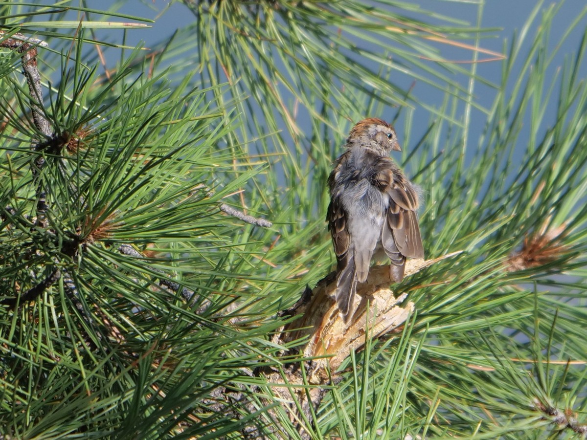 Chipping Sparrow - ML361220941