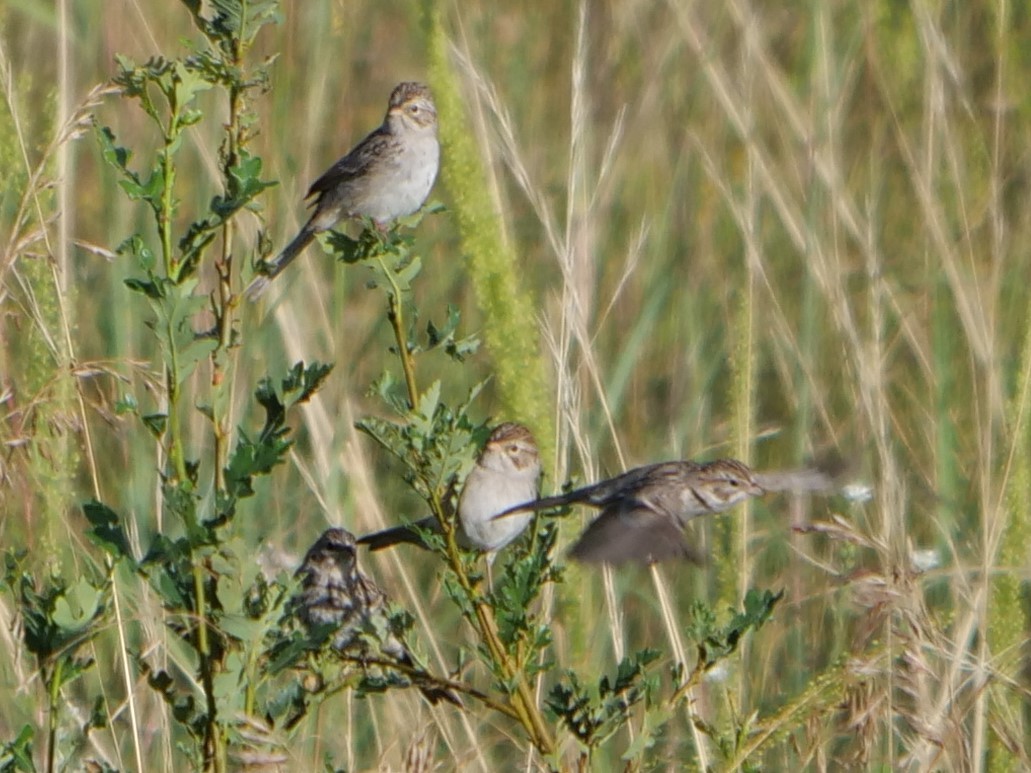 Brewer's Sparrow - ML361220991