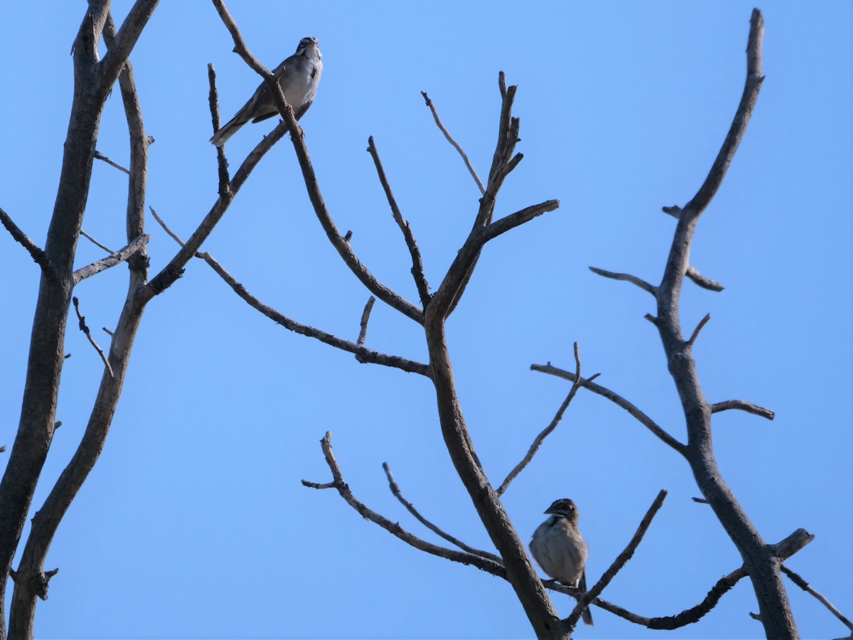 Lark Sparrow - ML361221061
