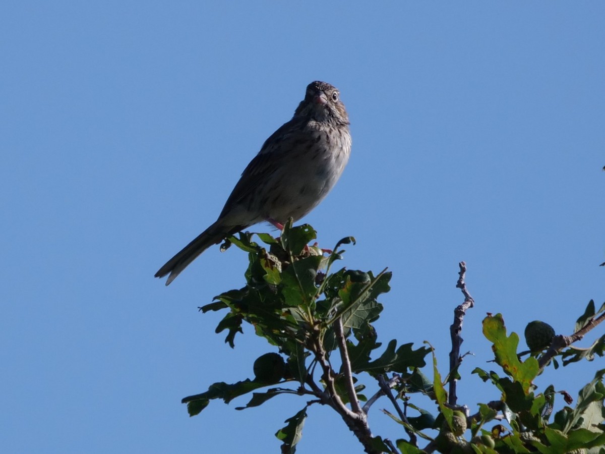 Vesper Sparrow - ML361221161