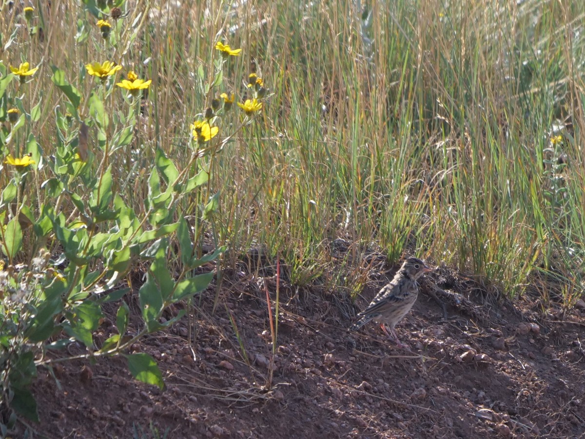 Vesper Sparrow - ML361221171