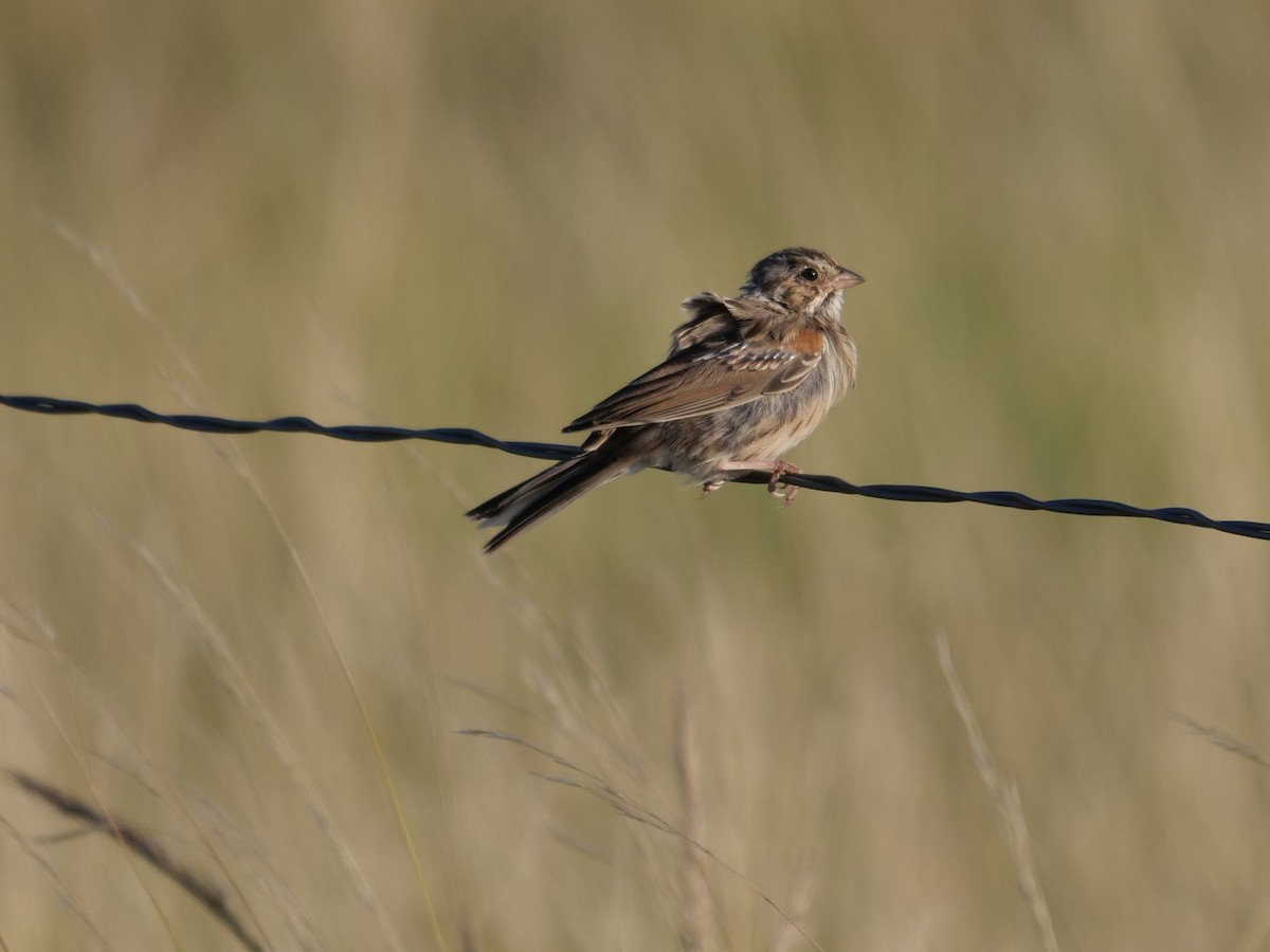 Vesper Sparrow - ML361221181