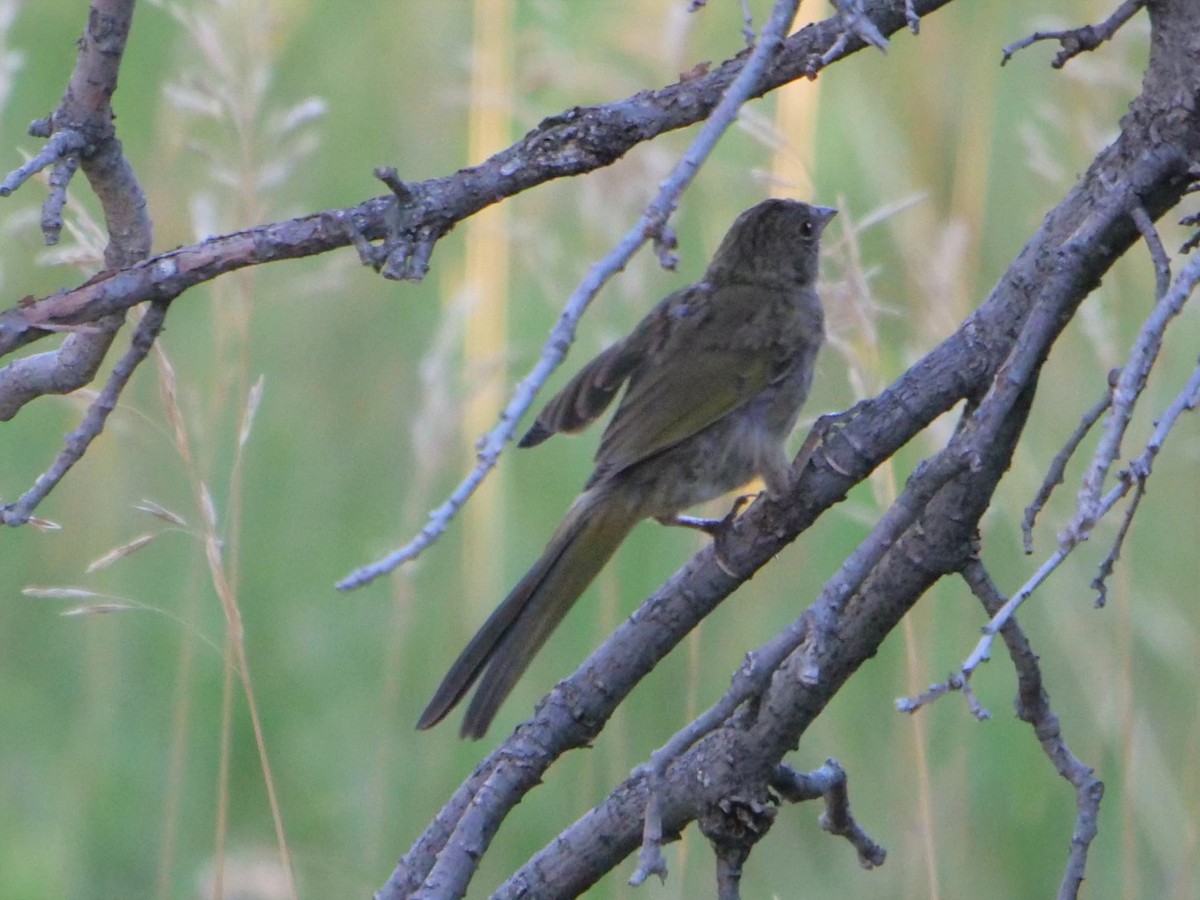 Green-tailed Towhee - ML361221361