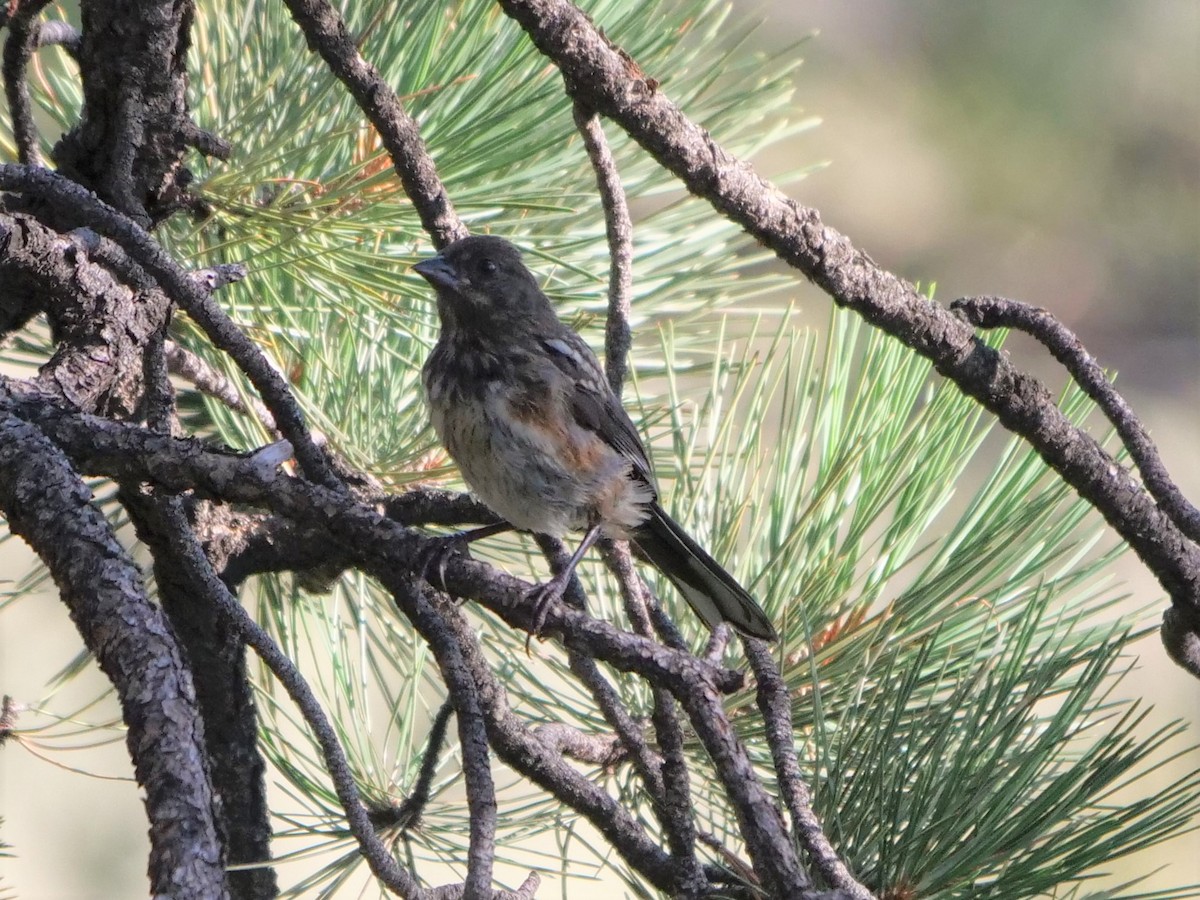 Spotted Towhee - ML361221541