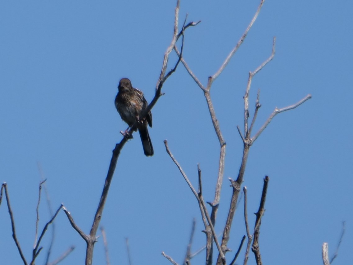 Spotted Towhee - ML361221551