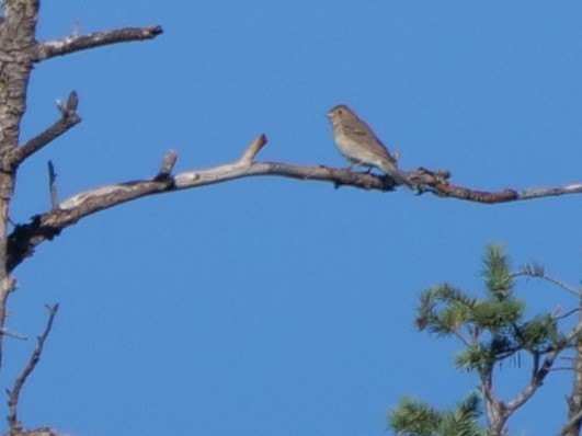 Lazuli Bunting - ML361221651