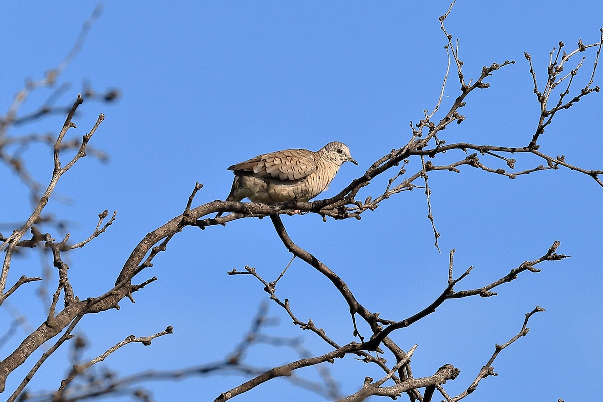 Inca Dove - Lawrence Haller