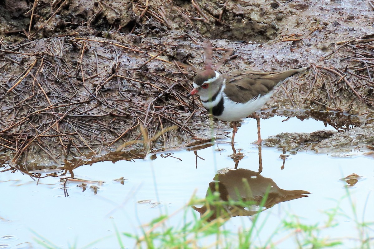 Three-banded Plover - ML361222381