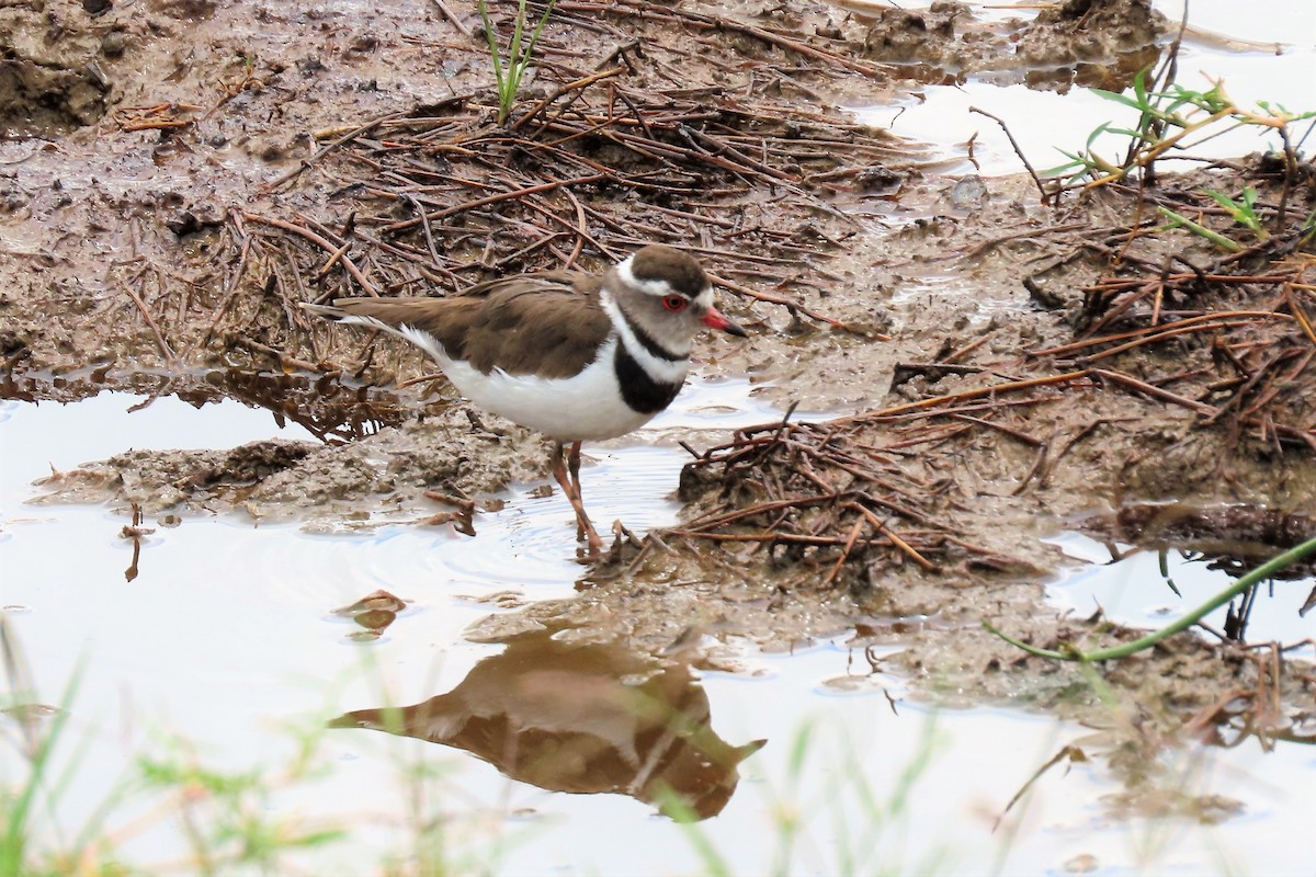 Three-banded Plover - ML361222401