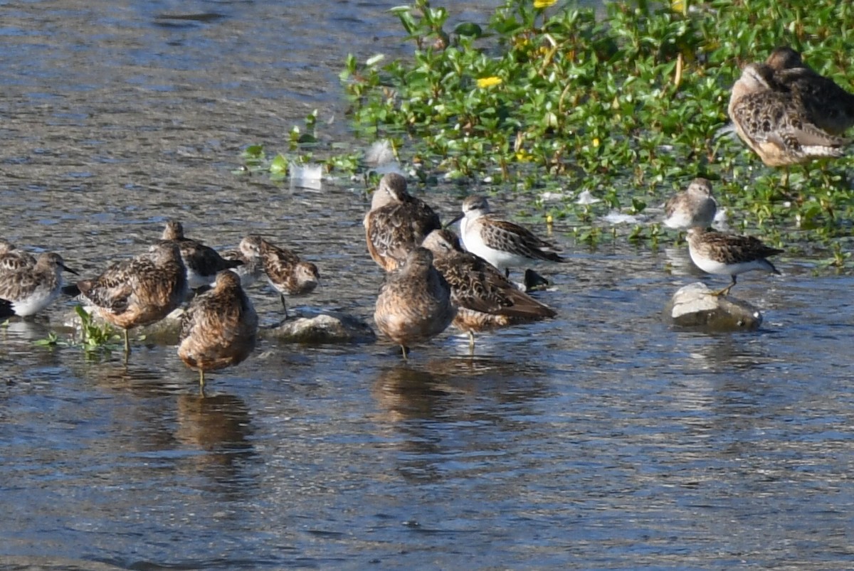 Least Sandpiper - ML361222691