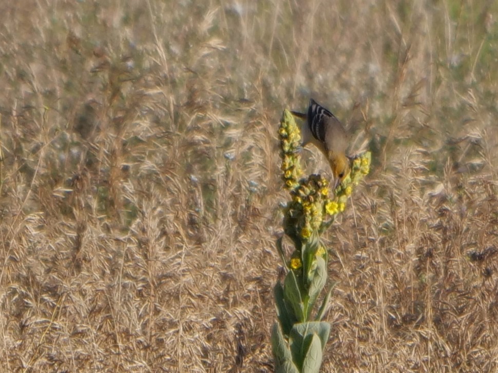 Bullock's Oriole - ML361222761