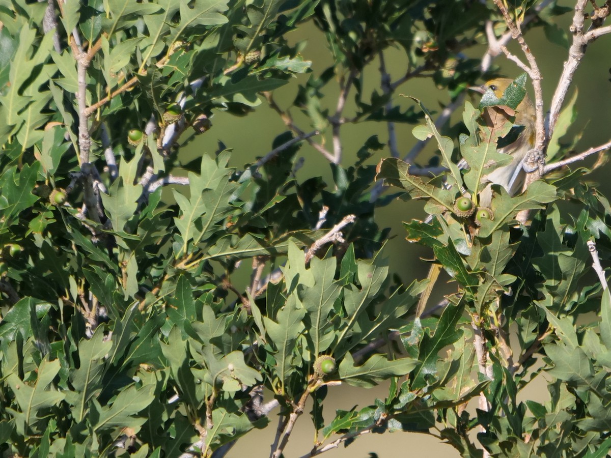 Bullock's Oriole - ML361222781