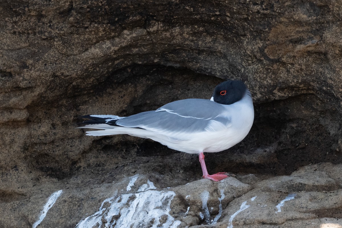 Swallow-tailed Gull - ML361223021