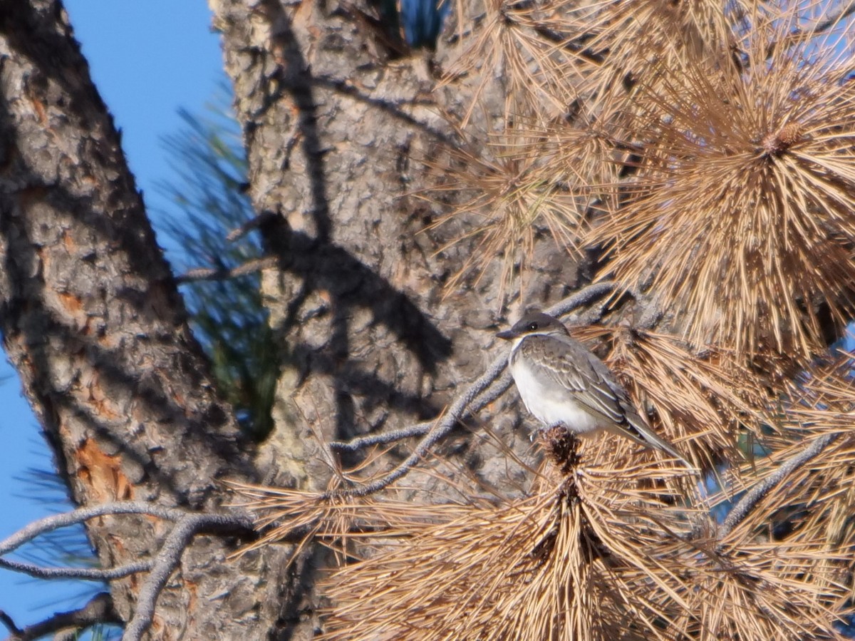 Eastern Kingbird - ML361223141