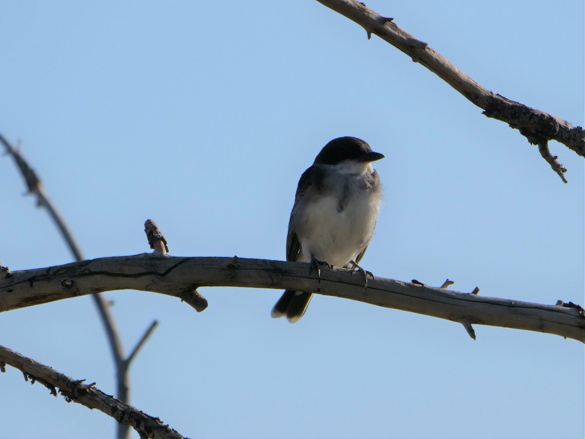 Eastern Kingbird - ML361223151