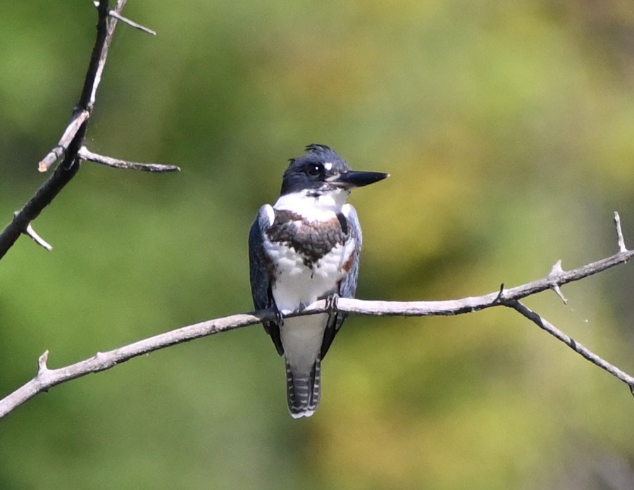 Belted Kingfisher - FELIX-MARIE AFFA'A