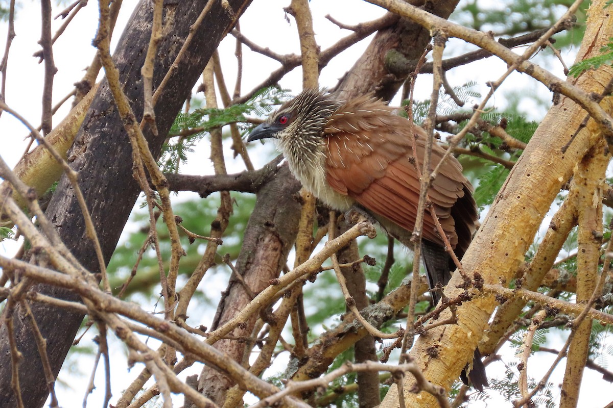 White-browed Coucal - ML361225861