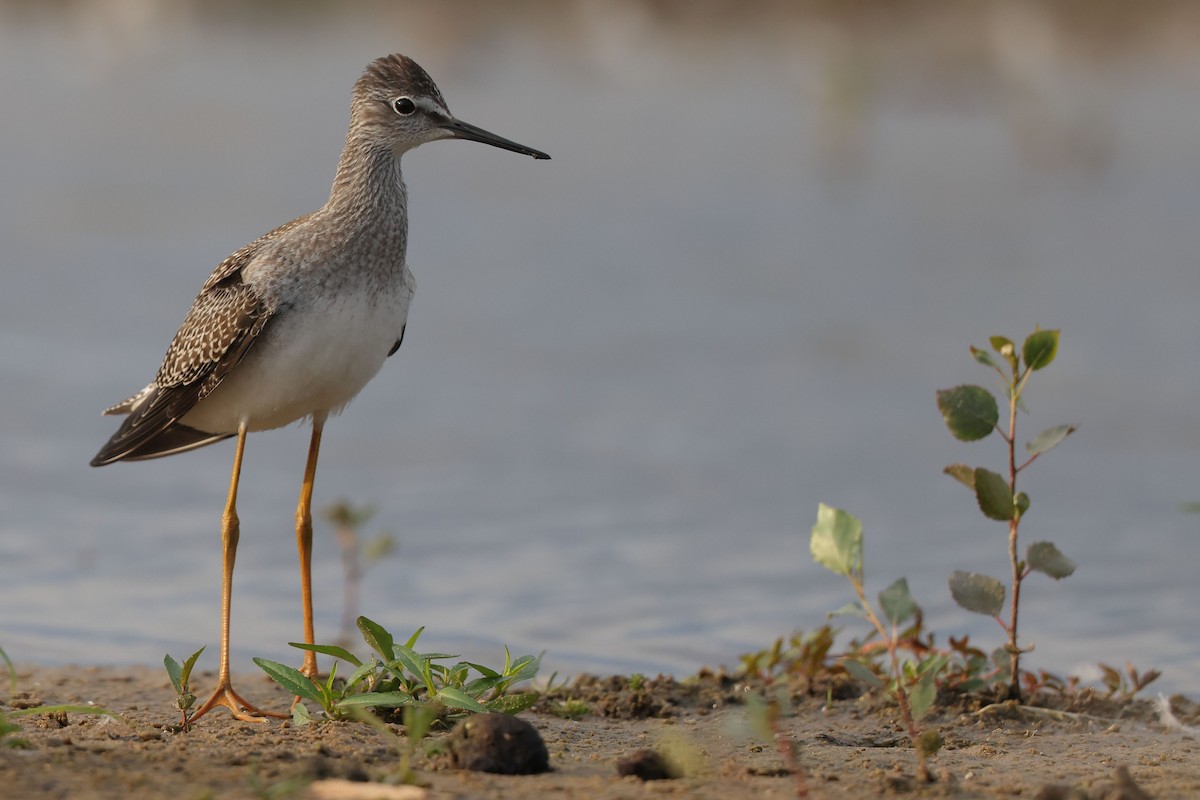 Lesser Yellowlegs - ML361226221