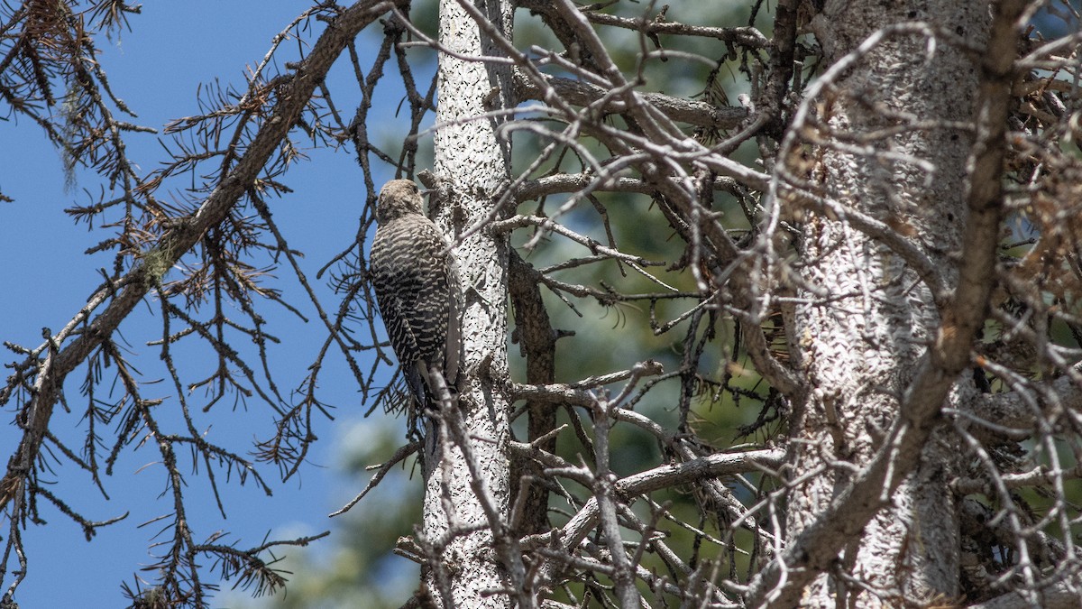 Williamson's Sapsucker - ML361227691