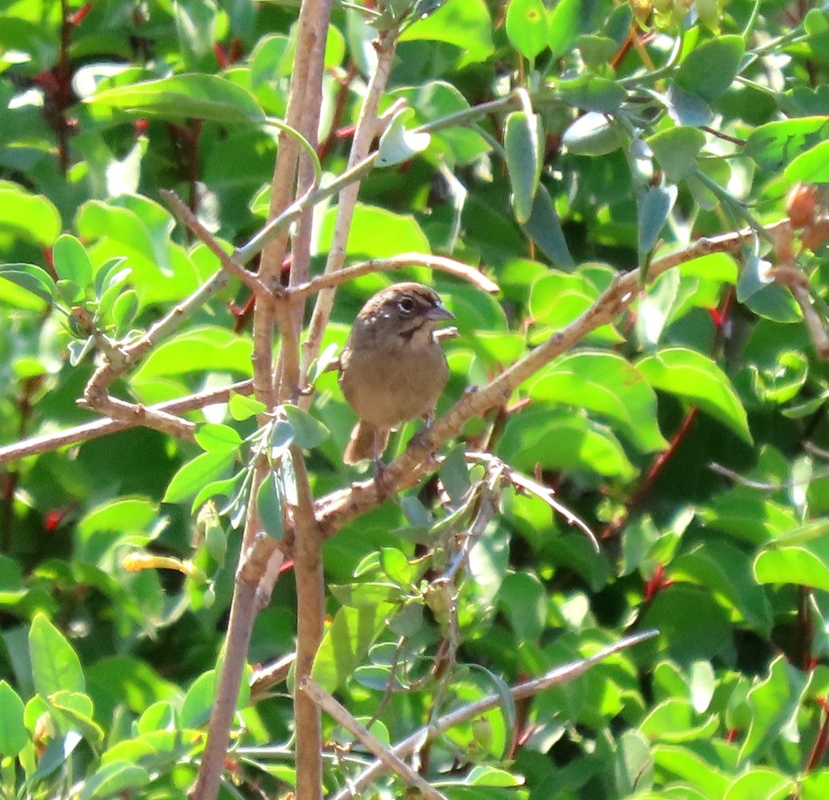 Rufous-crowned Sparrow - ML361228011