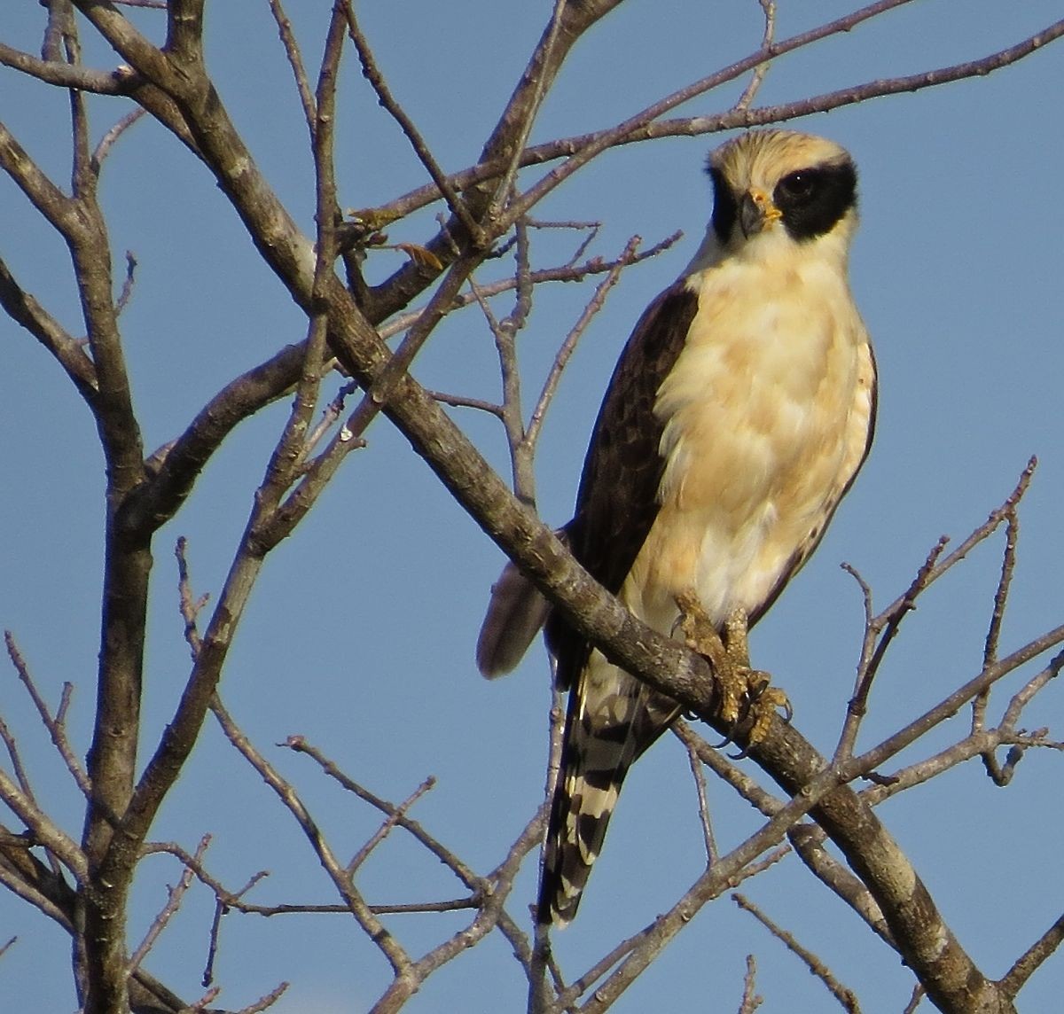 Laughing Falcon - ML361229151