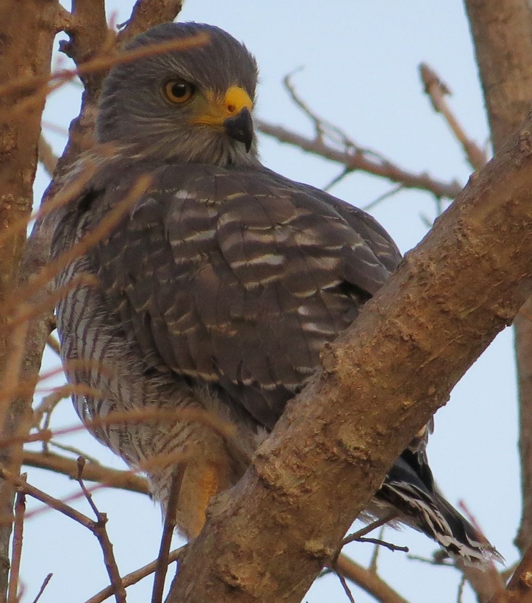 Roadside Hawk - ML361229341