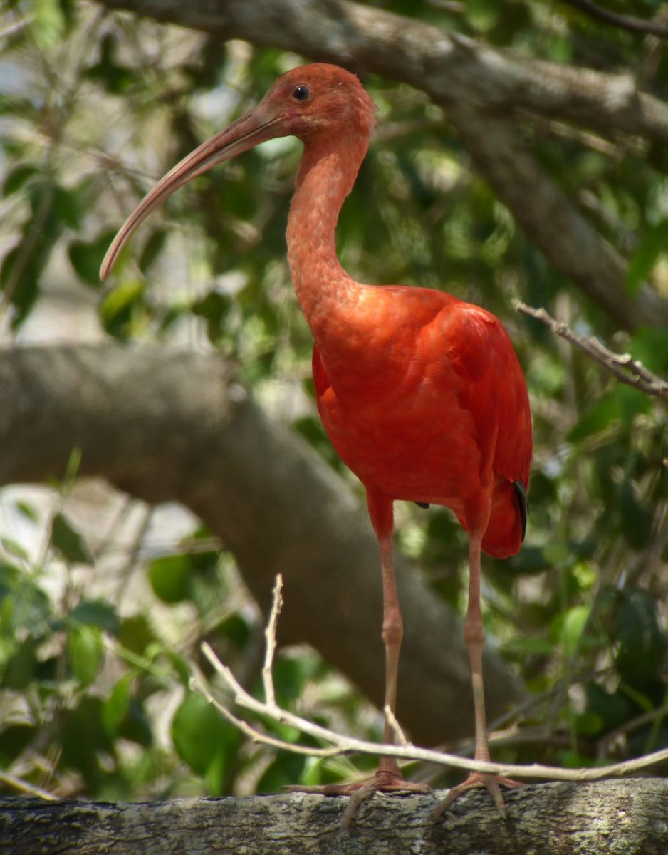 Scarlet Ibis - ML361229481