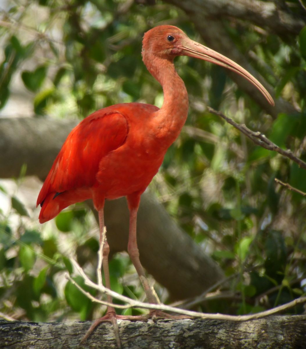 Scarlet Ibis - ML361229491