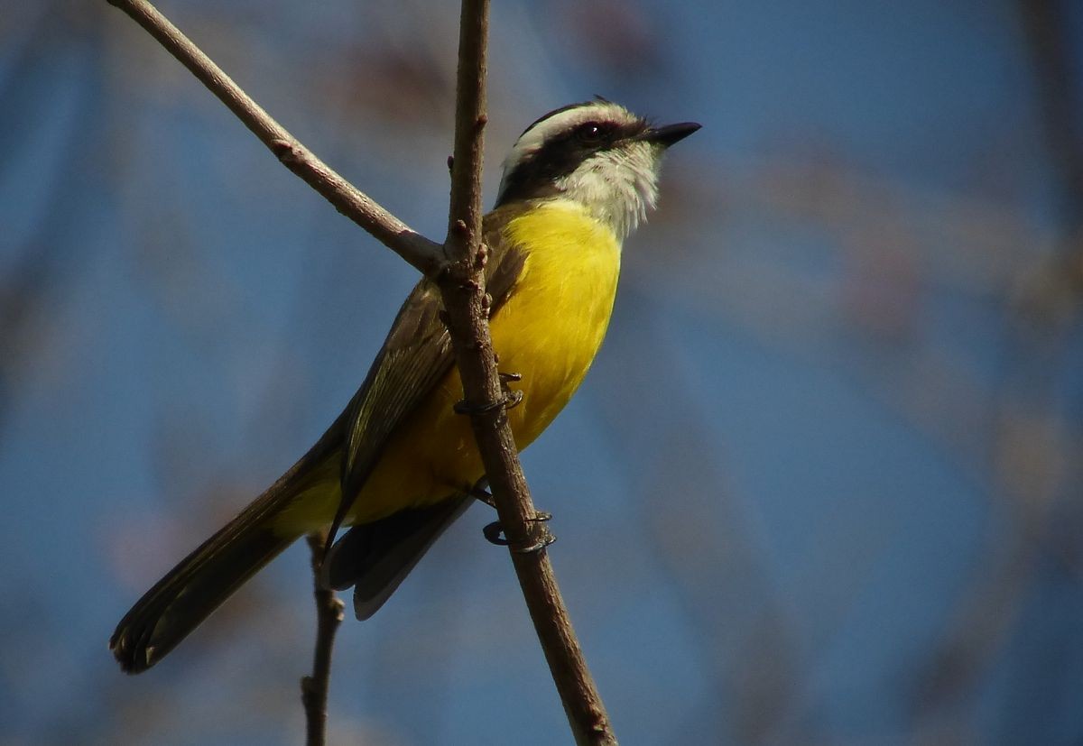 White-bearded Flycatcher - ML361229681