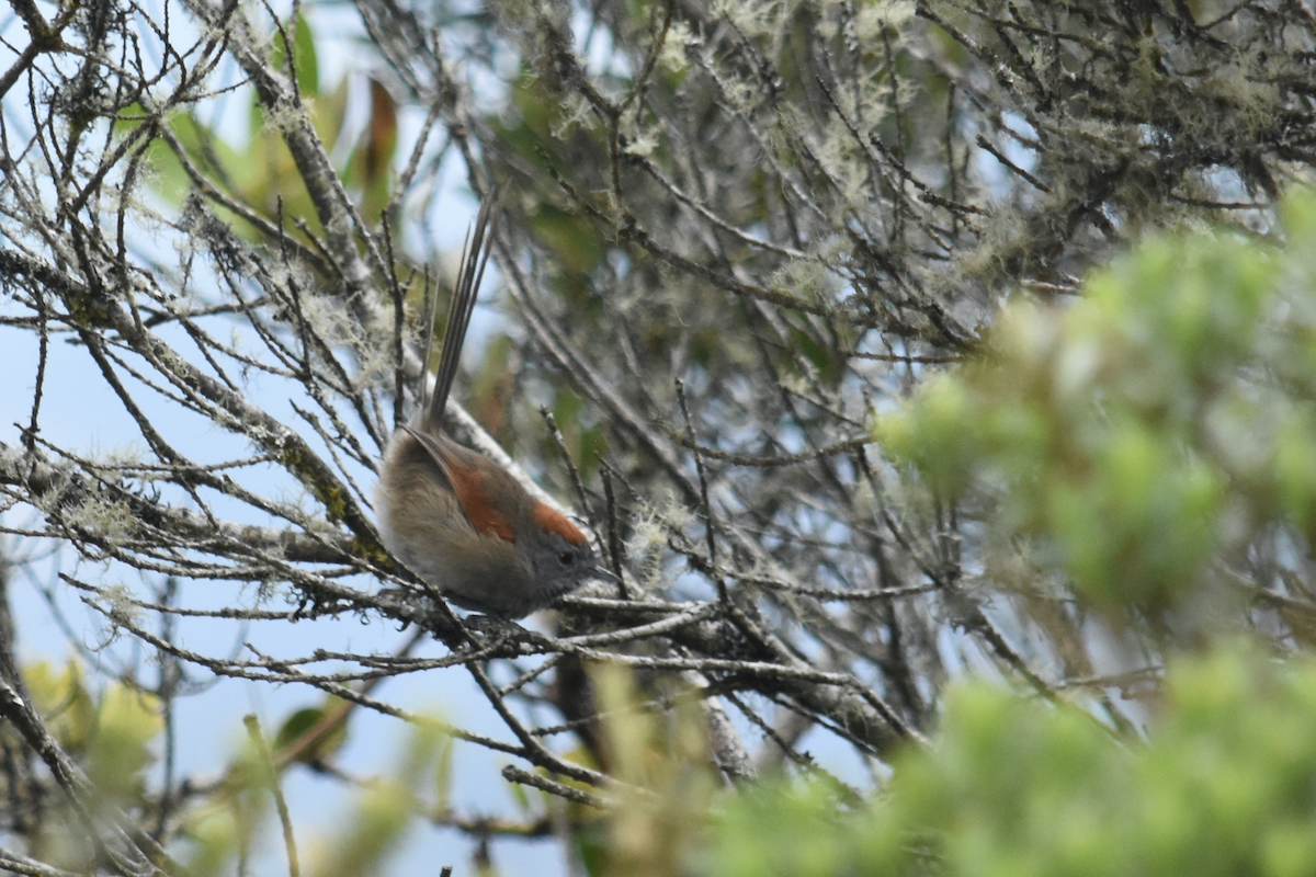 Silvery-throated Spinetail - ML361229711
