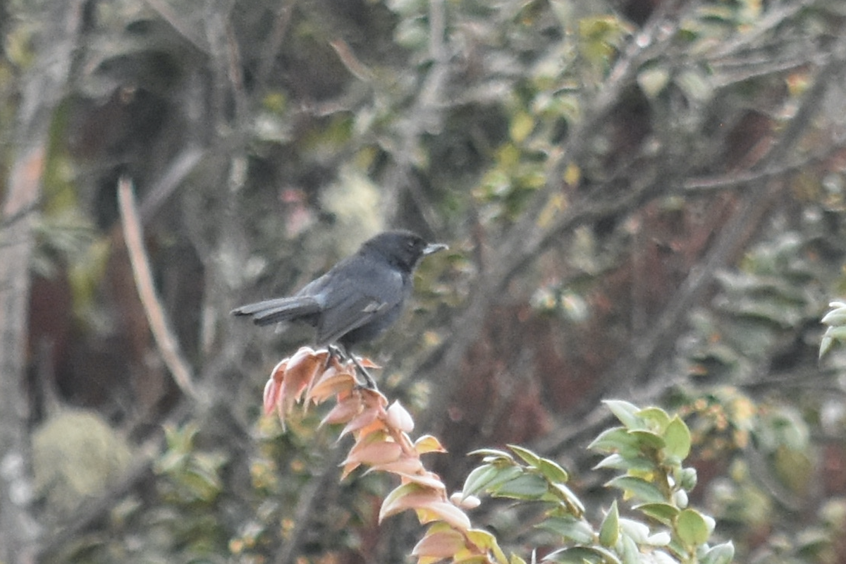 Black Flowerpiercer - ML361229721