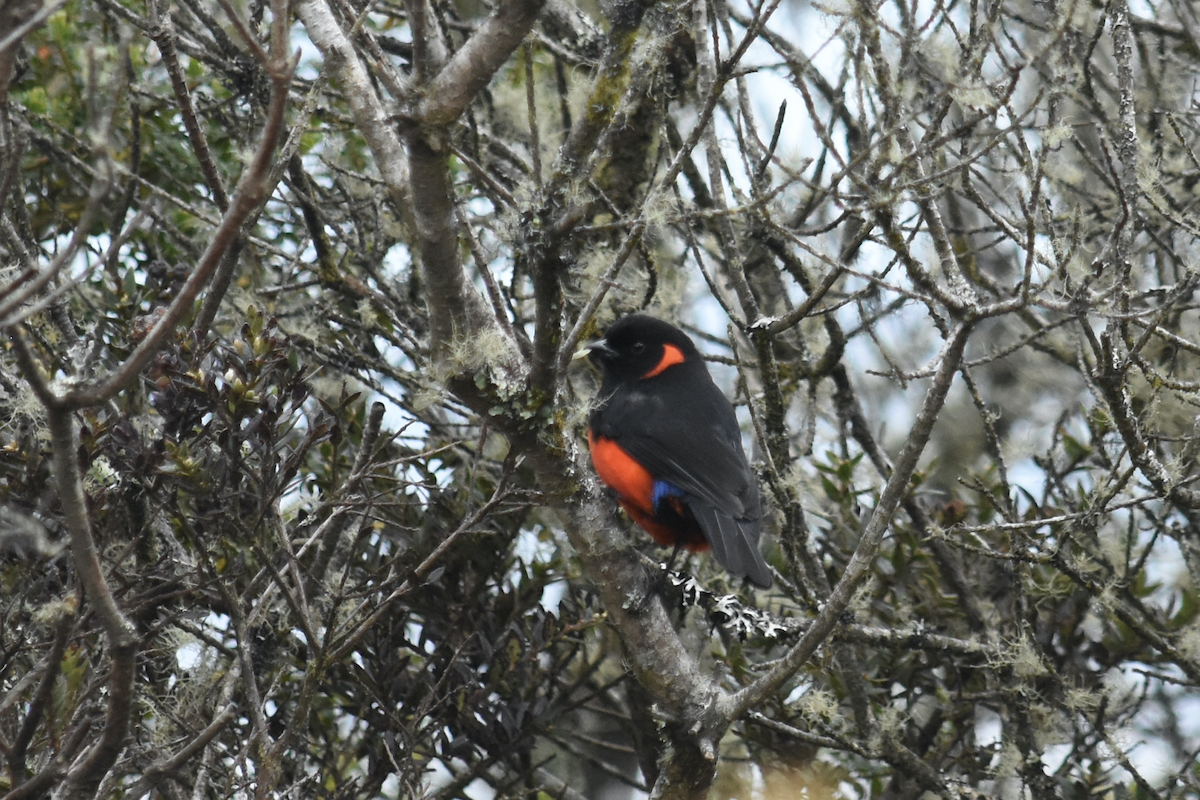Scarlet-bellied Mountain Tanager - ML361229751