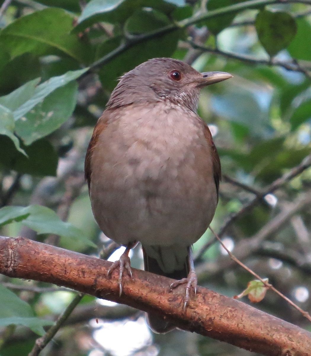 Pale-breasted Thrush - ML361230151