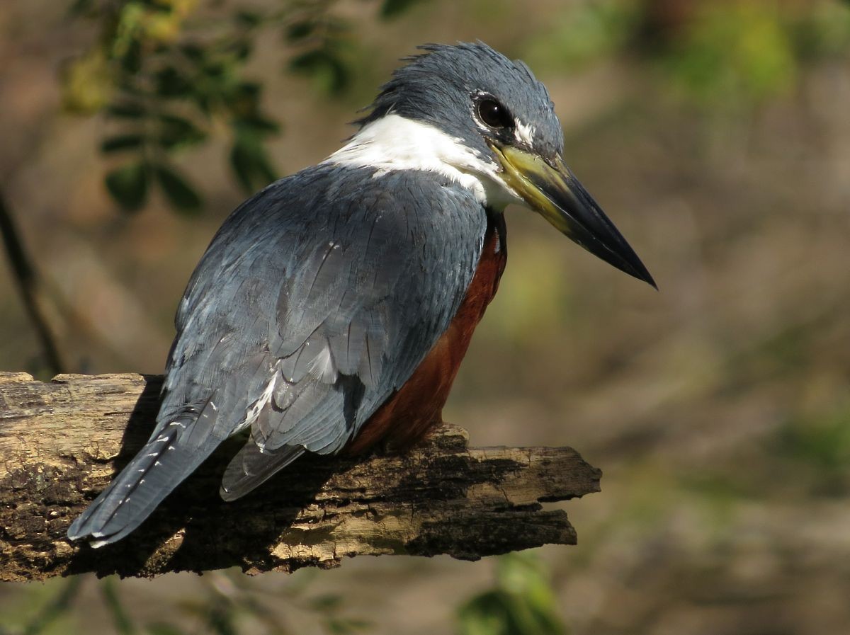 Ringed Kingfisher - ML361230211