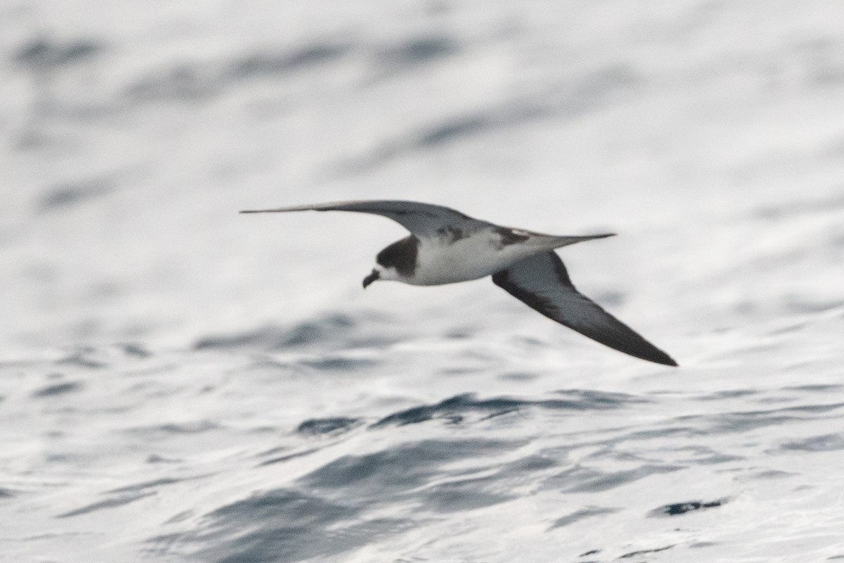 Petrel de Galápagos - ML361230891