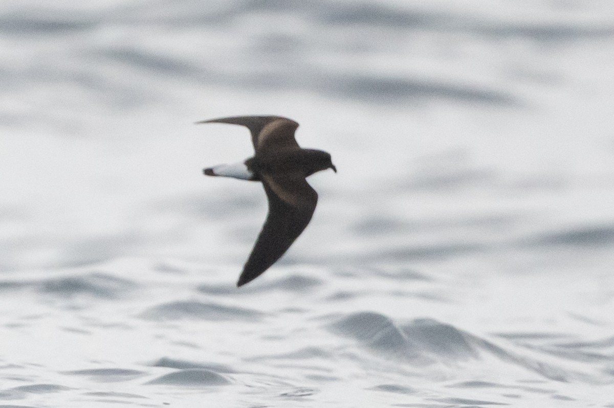 Wedge-rumped Storm-Petrel - ML361231391