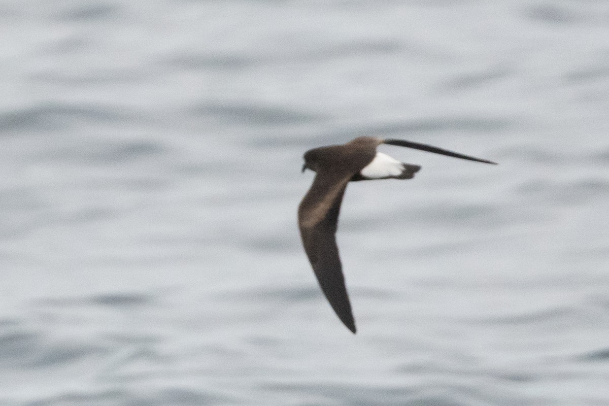 Wedge-rumped Storm-Petrel - ML361231421