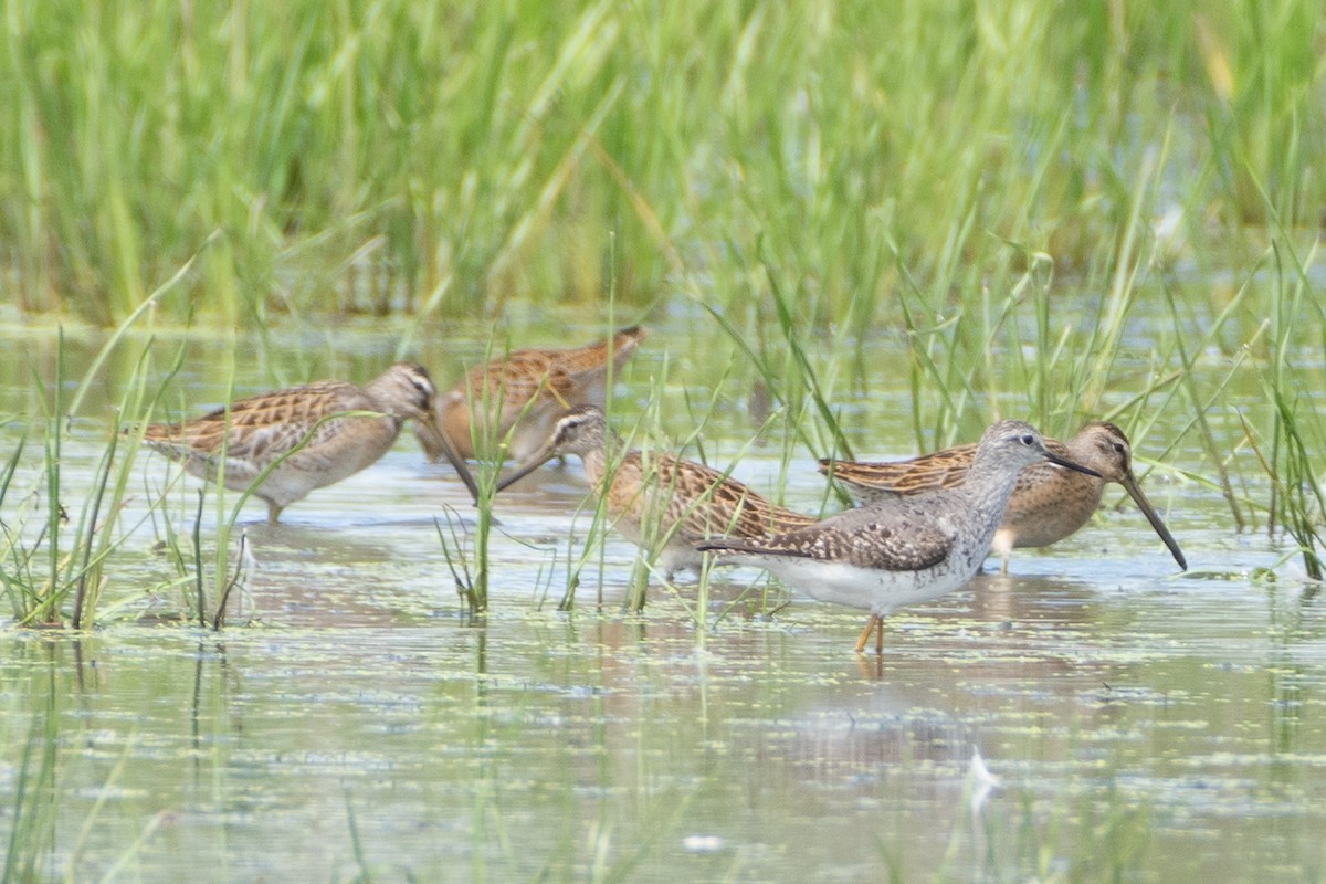 Short-billed Dowitcher - ML361232951