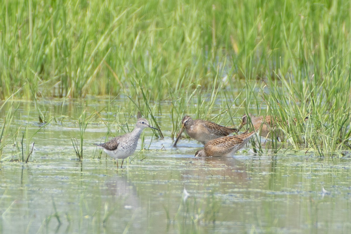 Short-billed Dowitcher - ML361232961