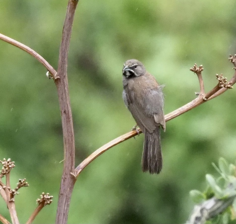 Five-striped Sparrow - Yve Morrell