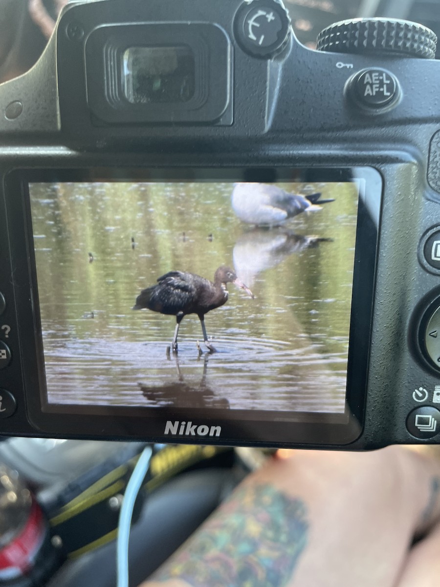 White Ibis - ML361236761